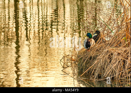 Una coppia di le anatre bastarde sit in dead tule cuoce a vapore sulle rive di un laghetto Foto Stock