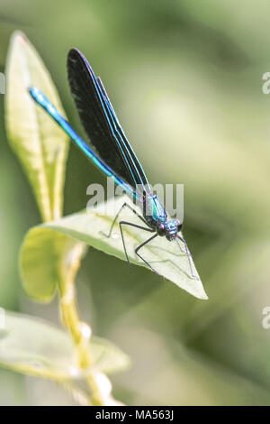 Ebano jewelwing (Calopteryx maculata) Foto Stock