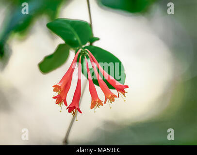 L'ancora piccolo suono di trombe Foto Stock