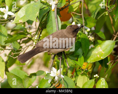 Bulbul comune, Pycnonotus barbatus, singolo uccello nella struttura ad albero, Marocco, Marzo 2018 Foto Stock