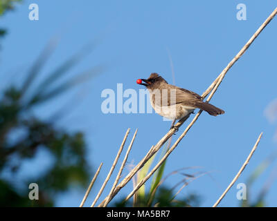 Bulbul comune, Pycnonotus barbatus, singolo uccello con ciliegia, Marocco, Marzo 2018 Foto Stock