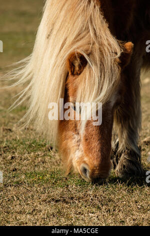 Pony Shetland pascolo la New Forest National Park Foto Stock