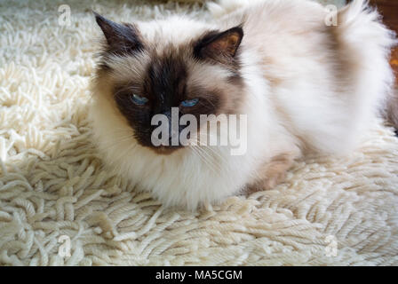 Birman cat rilassante su un tappeto Foto Stock