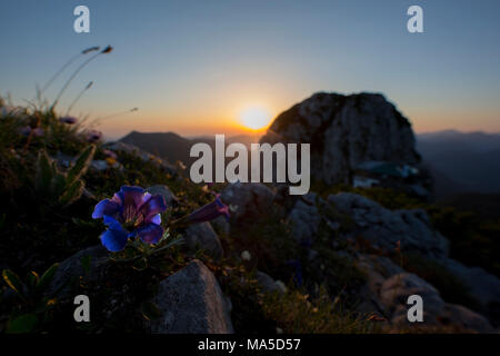 La genziana alpina di fronte Rossstein e Buchstein (montagne) all'alba, le Alpi bavaresi, Baviera, Germania. Foto Stock