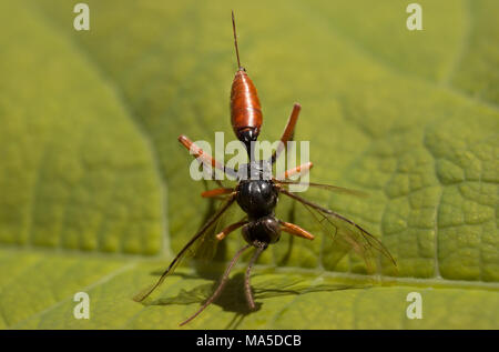 Dettaglio di Dolichomitus dux nel giardino in una foglia verde Foto Stock