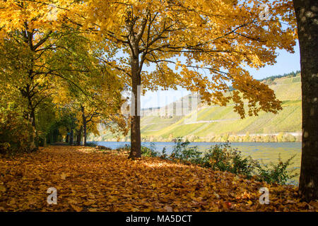 Vista la shorebank autunnale del Mosel e i vigneti dietro di esso, vicino Longuich. In primo piano si può vedere il Moselradweg coperti dalle colorate fogliame autunnale colorato in giallo alberi. Foto Stock