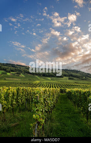 Vigneti estivo sulla Mosella vicino Trittenheim con parzialmente in cielo velato di sera sun Foto Stock