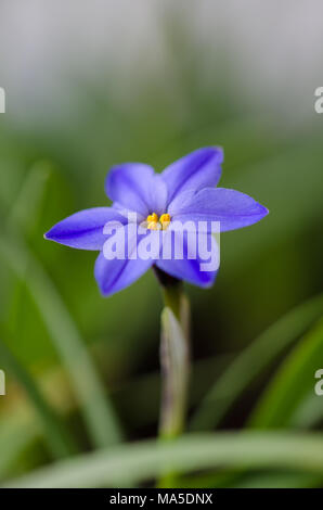 La molla star flower è un blu fiore a bulbo che fiorisce in primavera, jessie ipheion. Foto Stock