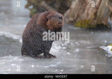 Castoro europeo castoro, Castor fiber, in inverno, Germania Foto Stock