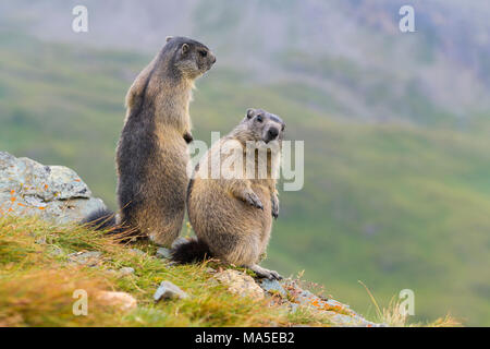 La marmotta alpina, Marmota marmota, due giovani in piedi, Parco Nazionale degli Hohe Tauern, Austria Foto Stock