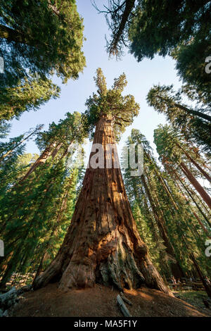 General Sherman Tree, il più grande albero del mondo, Sequoia National Park, Visalia, Sierra Nevada, in California, Stati Uniti d'America Foto Stock