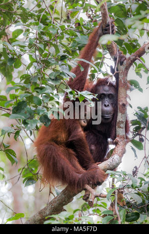 Bornean orangutan, pongo pygmaeus, Tanjung messa National Park, Kalimantan centrale, Borneo, Indonesia, Asia Foto Stock