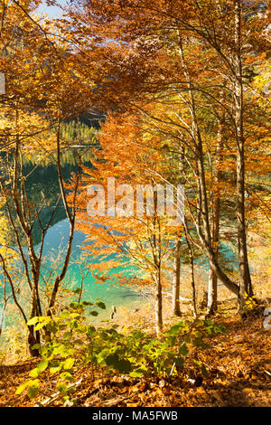 Una suggestiva immagine di alberi intorno al lago di Tovel con i loro splendidi colori autunnali, provincia di Trento, Trentino Alto Adige, Italia Foto Stock