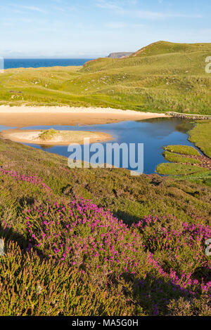 Close up di erica a Traig Mhor, Nord Tolsta, isola di Lewis, Regno Unito Foto Stock