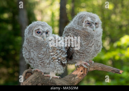 Giovane Allocco nella foresta, Trentino Alto Adige, Italia Foto Stock