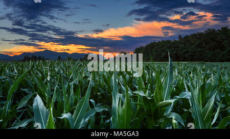 Tramonto su cornfield, provincia di Como, Lombardia, Italia, Europa Foto Stock