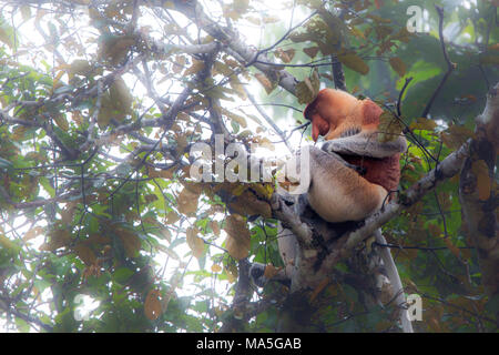 Proboscide scimmia, Nasalis larvatus, fiume Kinabatangan, Sabah Borneo, Malaysia, Asia Foto Stock