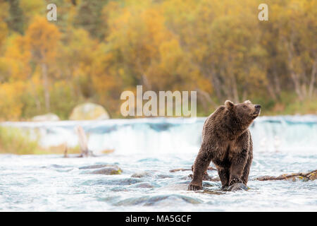 L'orso bruno (Ursus arctos alascensis), Brooks Falls, Parco Nazionale e Riserva di Katmai, Alaska peninsula, western Alaska, Stati Uniti d'America Foto Stock