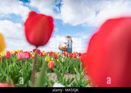 La bionda ragazza di prelevare i tulipani in un campo. Yersekendam, Provincia di Zeeland, Paesi Bassi. Foto Stock