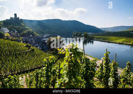 Vigneto in Beilstein, valle della Mosella, Renania-Palatinato, Germania Foto Stock