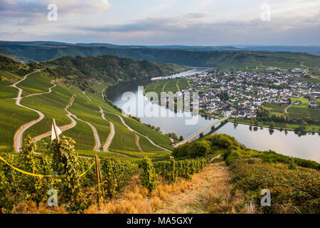 I vigneti intorno a Piesport e il fiume Moselle, valle della Mosella, Renania-Palatinato, Germania Foto Stock