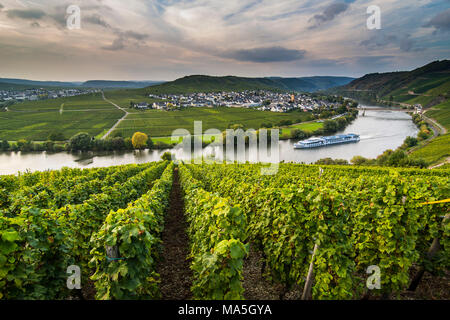 Spedizione Cruiseship attraverso i vigneti circostanti la Mosella a Trittenheim, valle della Mosella, Renania-Palatinato, Germania Foto Stock