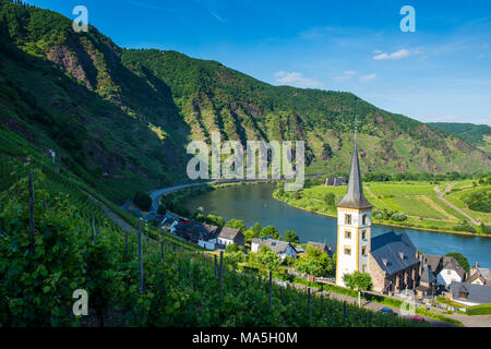 Riverbend Bremm in Europa il vigneto più ripido ubicazione, valle della Mosella, Renania-Palatinato, Germania Foto Stock