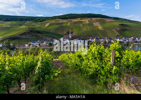 Azienda vitivinicola al di sopra di Zell. Valle della Mosella, Renania-Palatinato, Germania Foto Stock