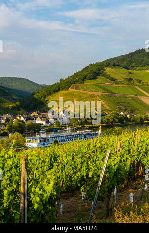 Azienda vitivinicola al di sopra di Zell. Valle della Mosella, Renania-Palatinato, Germania Foto Stock