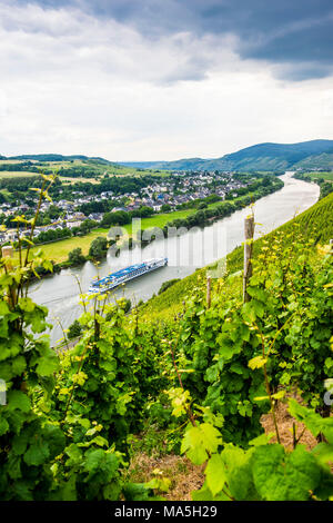 La nave di crociera passando un vigneto in Muehlheim,, valle della Mosella, Renania-Palatinato, Germania Foto Stock