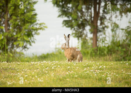 Unione lepre (Lepus europaeus) seduti in un prato, Finlandia Foto Stock