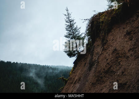 Unico albero in cima a una montagna nel Parco Nazionale di Harz Foto Stock