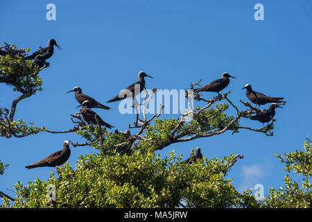 Uccelli sull isola degli uccelli, Tikehau, Tuamotus, Polinesia Francese Foto Stock