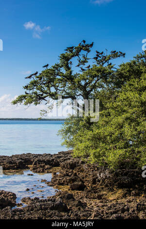 Uccelli sull isola degli uccelli, Tikehau, Tuamotus, Polinesia Francese Foto Stock