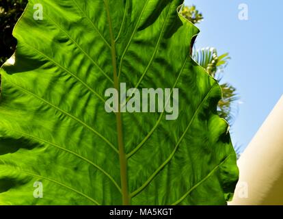 Colocasia, una pianta erbacea perenne pianta tropicale con foglie grandi, anche chiamato elefante-orecchio a causa della forma delle foglie. Foto Stock