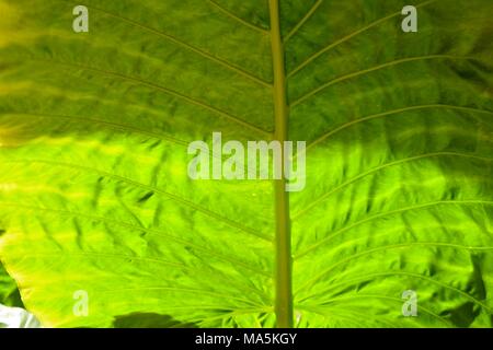 Colocasia, una pianta erbacea perenne pianta tropicale con foglie grandi, anche chiamato elefante-orecchio a causa della forma delle foglie. Foto Stock