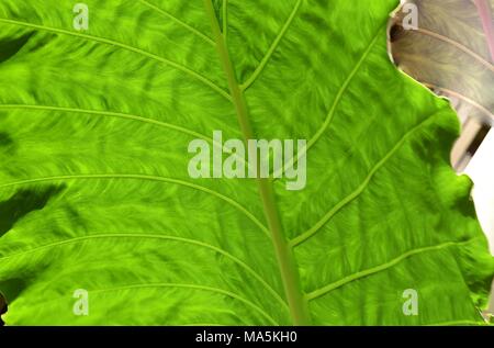 Colocasia, una pianta erbacea perenne pianta tropicale con foglie grandi, anche chiamato elefante-orecchio a causa della forma delle foglie. Foto Stock