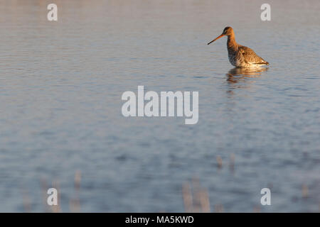 Black-Tailed Godwit (Limosa limosa), su marsh, Castiglia e Leon, Spagna. Foto Stock