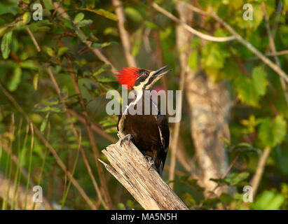 Picchio Pileated (Dryocopus pileatus) arroccato su un vecchio log, Arthur R. Marshall National Wildlife Reserve - Loxahatchee, Florida, Stati Uniti d'America Foto Stock