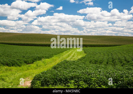 Iowa Farm, la soia e il mais, vicino a Worthington, Iowa. Foto Stock