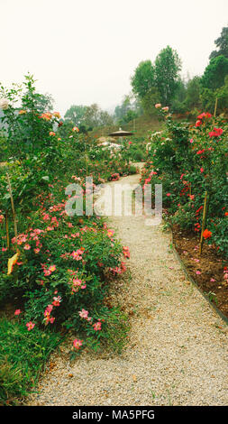 In mattinata il giardino delle rose Foto Stock