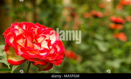 Rose e boccioli di rosa Foto Stock