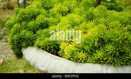 Cipressi sempreverdi piante Foto Stock