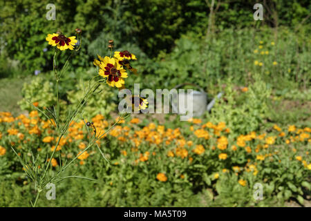 Coreopsis tinctoria (giardino tickseed, golden tickseed, calliopsis) in fiore Foto Stock