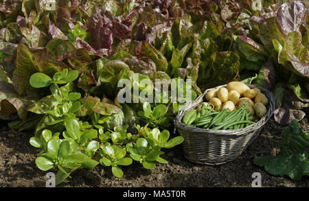 Un impianto di purslane confinanti con lattuga (Batavia 'Rouge Grenobloise"), raccolta fagiolini e patate (Suzanne 's giardino, Mayenne, Fr). Foto Stock