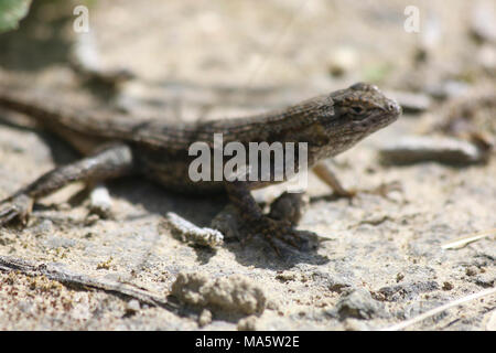 Recinzione occidentale lizard. Questo recinto occidentale lizard è di crogiolarvi al sole lungo un sentiero a piedi in Carpinteria, California. Recinzione occidentale lucertole sono comuni in California e mate durante la primavera. I loro riflessi veloci aiutarli a evitare i predatori mentre ensoleillement. Foto Stock