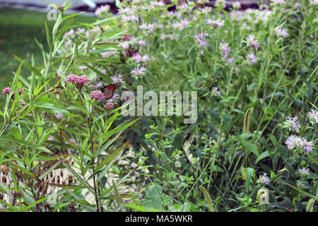 Farfalla monarca in Minneapolis, MN. Questo urban butterfly garden a Minneapolis è diventata un hot spot per i monarchi! Anche un piccolo giardino può fornire habitat essenziali per molti impollinatori. Foto Stock