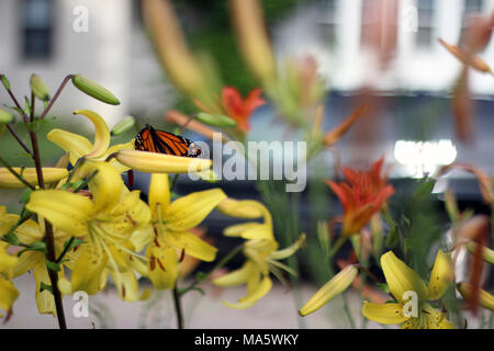 Farfalla monarca in Minneapolis, MN. Questo urban butterfly garden a Minneapolis è diventata un hot spot per i monarchi! Anche un piccolo giardino può fornire habitat essenziali per molti impollinatori. Foto Stock