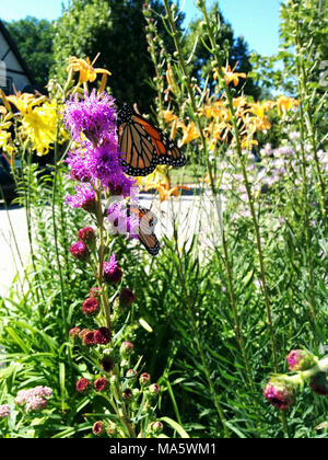 Il monarca urbano Garden. Farfalle monarca teneva occupato in questa città giardino delle farfalle di Minneapolis. Foto Stock