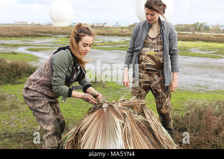 Predator deterrenti. Gruppo di ragazze scout stati (sinistra) con FWS biologo Lara Drizd lavorando sulla rimozione del nastro del condotto dal predatore deterrenti sulla parte superiore del nido. Foto Stock